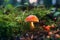 Beauty nature fungi toadstool autumn season forest fungus mushroom red