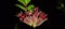 Beauty of Nature: Lipstick flower ( Aeschunanthus pulcher )