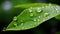 The beauty of nature macro shot of a vibrant green leaf adorned with glistening raindrops