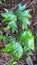 Beauty in nature. Ribbon-shaped leaf of Dipteria conjugata plant close-up with forest understory background