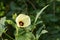 Beauty of okra flower. Abelmoschus esculentus