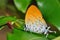 Beauty orange butterfly