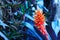 Beauty orange flower from tropical wet forests.