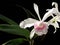 Beauty Orchid Laelia purpurata carnea