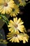 Beauty of the osteospermum flower