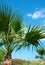 Beauty palm-trees in Antalya