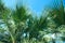 Beauty palm-trees in Antalya