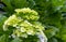 The beauty of Panca Warna Flower Hydrangea macrophylla