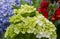 The beauty of Panca Warna Flower Hydrangea macrophylla
