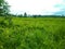 The beauty panorama grass field