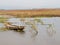 Beauty panorama wrench old boat wild papyrus swamp