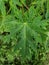 A beauty papaya leaf