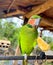 The beauty of a parrot perched eating a banana