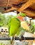 The beauty of a parrot perched eating a banana