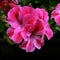 Beauty of pelargonium flower in bright pink color. Closeup of petals.