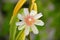 The beauty of the Pereskia aculeata flower