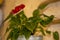 Beauty picture of bright red flowers of Anthurium Andre as a decorative ornament