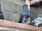 Beauty pigeon