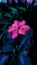 A Beauty Of Pink Flower or New Guinea Impatiens