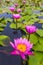 Beauty pink lotus flower