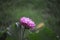 Beauty pink lotus or water lily is in closeup in pond