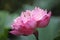 Beauty pink lotus or water lily is in closeup in pond