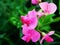 The beauty of pink pea flowers that can`t be resisted