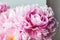 Beauty pink peonies peony roses flower macro. Pastel floral wallpaper, background from petals. Holiday wedding concept
