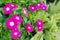 The beauty pink Vinca flower isolated on green nature background