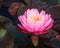 Beauty Pink water lily Flower blooms in a pond gorgeous nenuphar