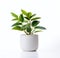 A beauty plant in a pot on a white background