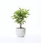 A beauty plant in a white pot on a white background