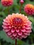 The beauty of Pompon Dahlia Flowers in macro focus