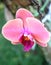 Beauty of purple orchid flower blooming perfectly