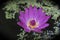 Beauty purple waterlily and small green plant
