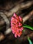 The beauty red colour of Tahi ayam saliara tembelekan (Lantana camara) Verbenaceae flower is popular