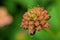The beauty red colour of Tahi ayam saliara tembelekan & x28;Lantana camara& x29; Verbenaceae flower is popular in cultivation
