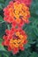Beauty of red and orange flowers of Lantana camara