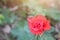 The beauty of red roses blurred background nature leaves