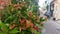 the beauty of red shoots typical of East Java on a sunny morning in front of a suburban house in Surabaya