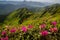 Beauty rhododendron in high mountains. Carpathians. Ukraine.