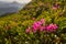 Beauty rhododendron in high mountains. Carpathians. Ukraine.