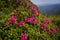 Beauty rhododendron in high mountains. Carpathians. Ukraine.