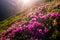 Beauty rhododendron in high mountains. Carpathians. Ukraine.