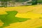 Beauty of ripen rice terraces in harvest time.