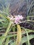 The beauty of rock orchids that bloom in the morning. It grows only on the rocks on the edge of the cliff