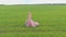 Beauty Romantic Girl standing in field