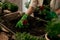 Beauty is rooted in the soil. an unrecognizable florist potting plants inside her store.