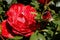 Beauty rose Floribunda. Garden flowers.