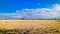 the beauty of the savanna of Baluran National Park in the afternoon, Situbondo, East Java, Indonesia